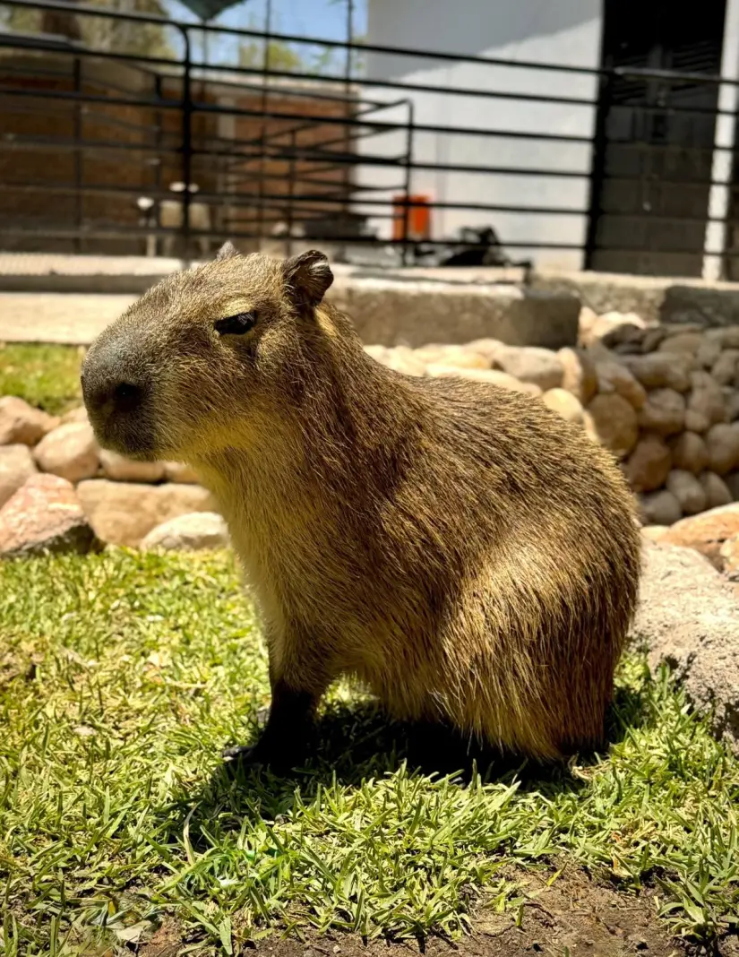 Nuevo capibara del Zoológico de Durango. Foto: cortesía