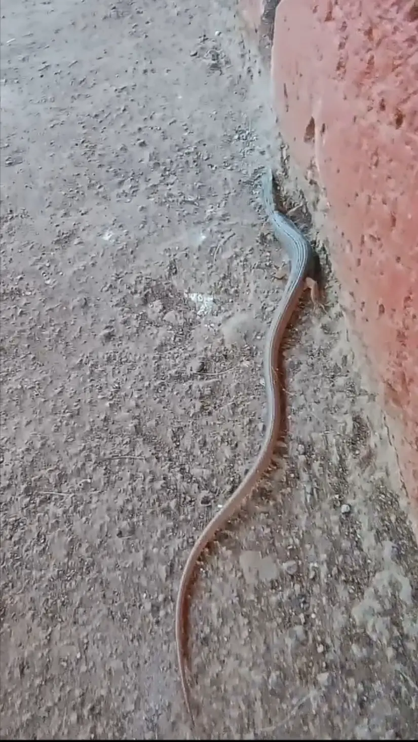 Lagarto escorpión de Arizona, Elgaria kingii.