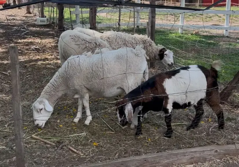 Granja interactiva, perfecta para los más pequeños de la casa. Foto: Veraz.