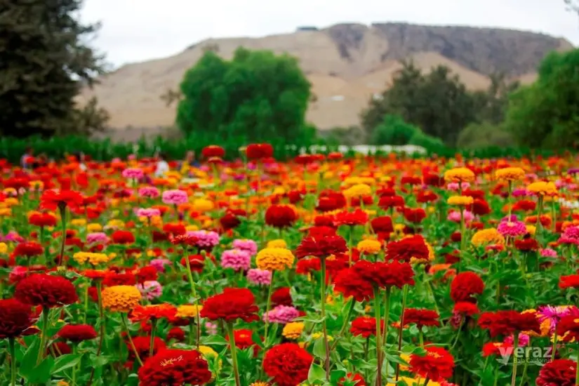 Jardín de Flores, una experiencia llena de colores y ricos aromas. Foto: Veraz.