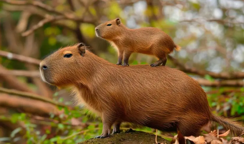 WhatsApp activa modo capibara