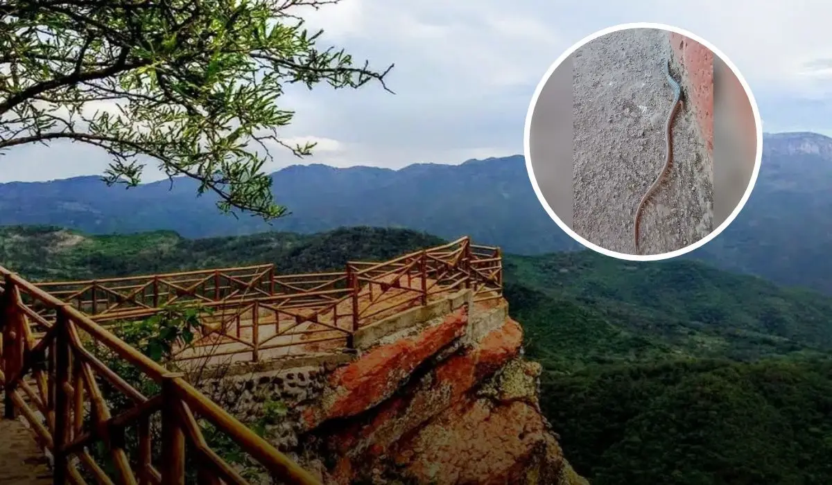 Encuentran en Surutato Badiraguato lagartijas cola de serpiente, nuevo atractivo turístico