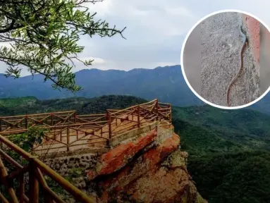Encuentran en Surutato Badiraguato lagartijas cola de serpiente, nuevo atractivo turístico