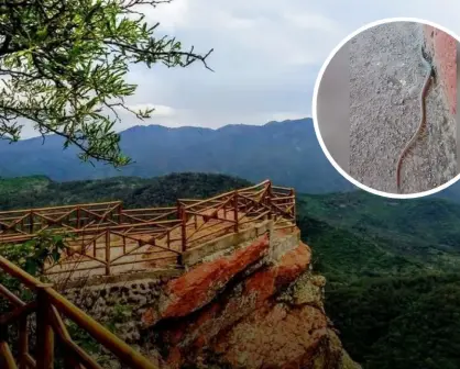 Encuentran en Surutato Badiraguato lagartijas cola de serpiente, nuevo atractivo turístico