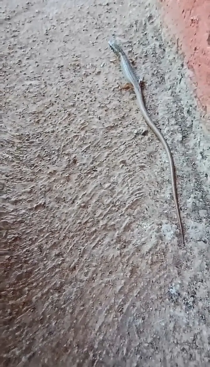 Lagarto Escorpión de Arizona Elgaria kingii. Surutato. Foto Yadiel Báez López