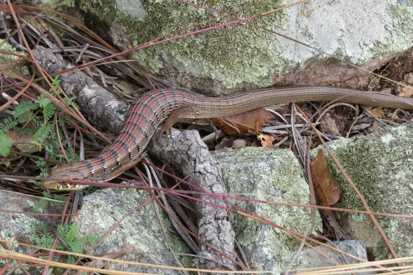 Lagarto Escorpión de Arizona. Tegoripa Badiraguato. 