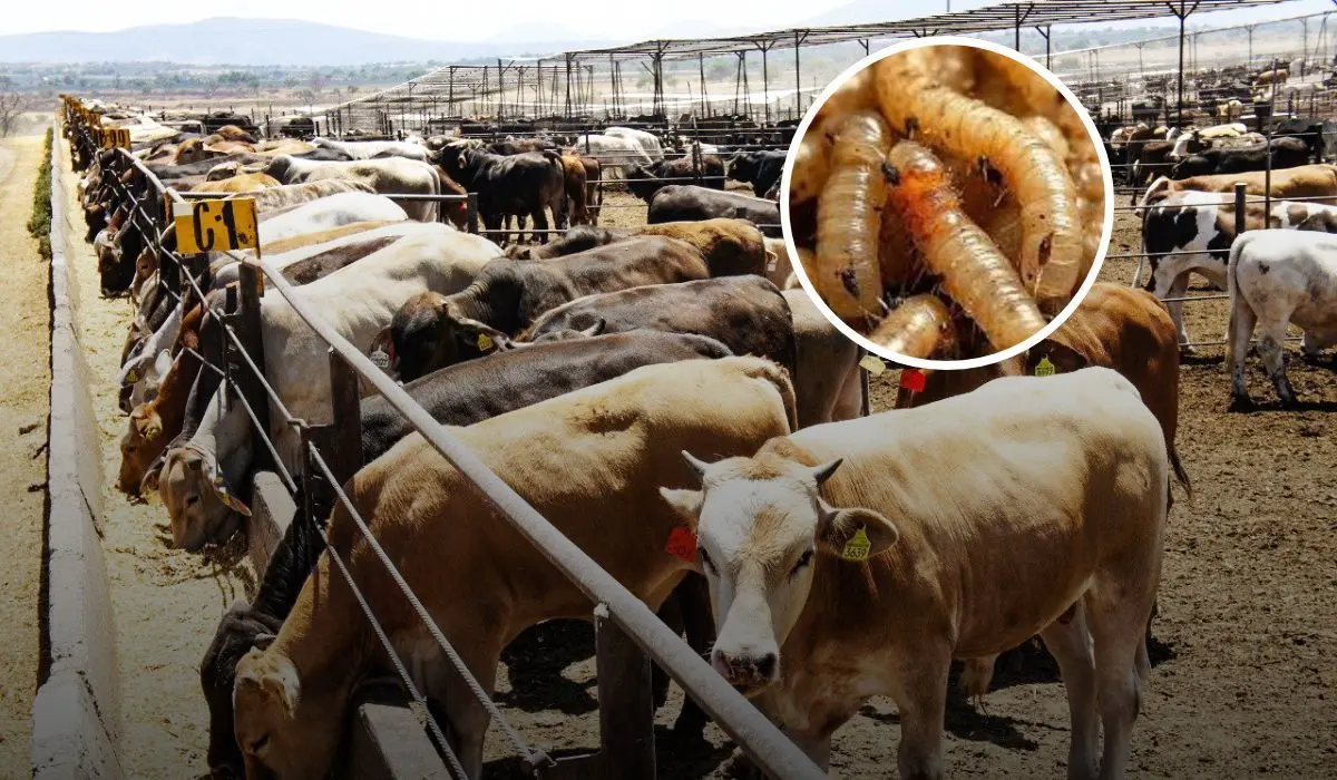 Operarán 110 inspectores zoosanitarios para evitar llegada de gusano barrenador en Sinaloa
