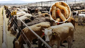 No hay un solo gusano barrenador en Sinaloa, aumentan vigilancia en casetas zoosanitarias