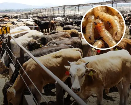 No hay un solo gusano barrenador en Sinaloa, aumentan vigilancia en casetas zoosanitarias