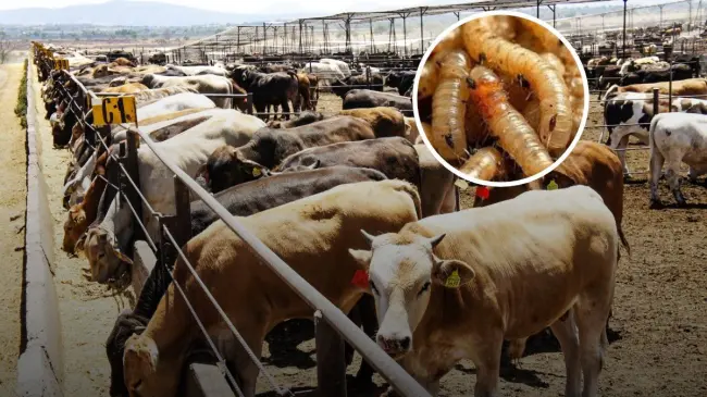 Operarán 110 inspectores zoosanitarios para evitar llegada de gusano barrenador en Sinaloa