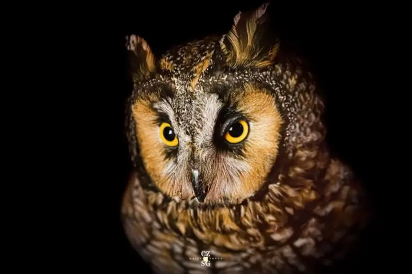 Diversos son los mitos que rodean a los búhos. Foto: Facebook Biodiversidad del Valle del Mezquital
