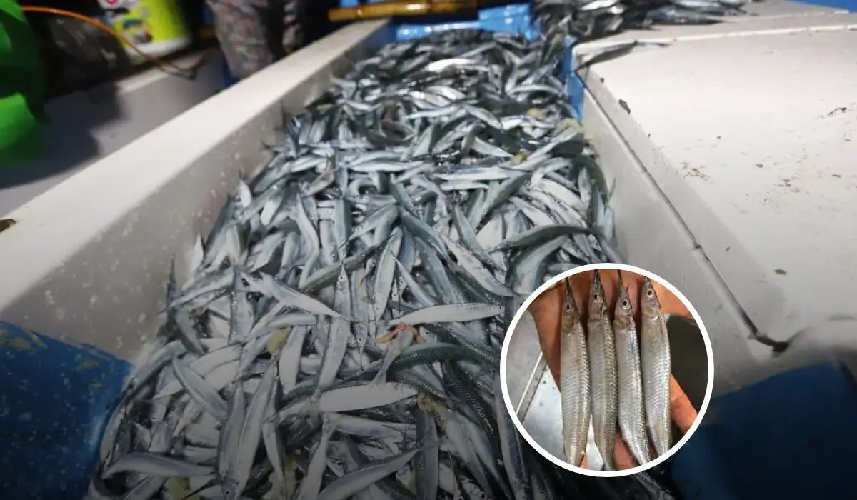 La pesca de pez pajarito es una fiesta para habitantes del puerto de Mazatlán