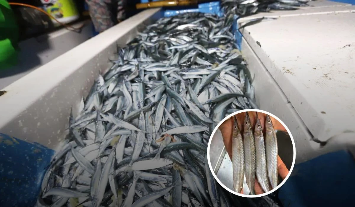 La pesca de pez pajarito es una fiesta para habitantes del puerto de Mazatlán