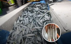 ¿Por qué el pez pajarito sólo se consume en Mazatlán? Inicia la temporada de pesca y fiesta culinaria