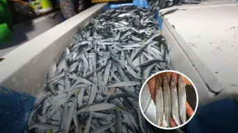¿Por qué el pez pajarito sólo se consume en Mazatlán? Inicia la temporada de pesca y fiesta culinaria