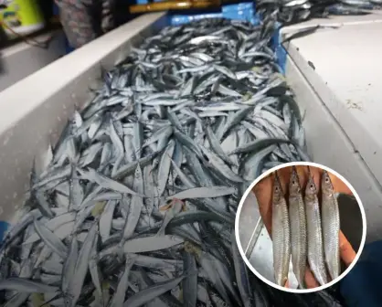 ¿Por qué el pez pajarito sólo se consume en Mazatlán? Inicia la temporada de pesca y fiesta culinaria