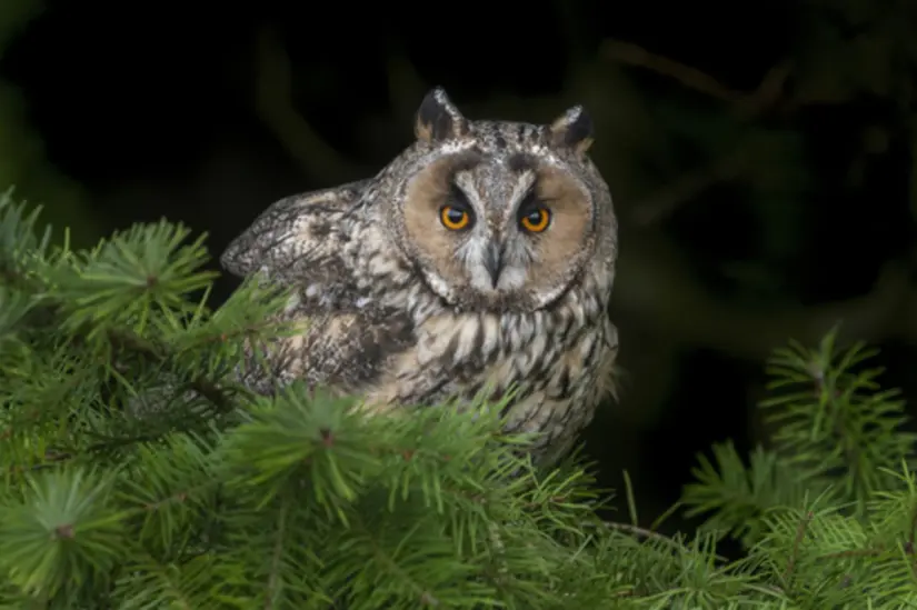 Los búhos pueden son considerados animales tanto sabios como malvados. Foto: inaturalist.org