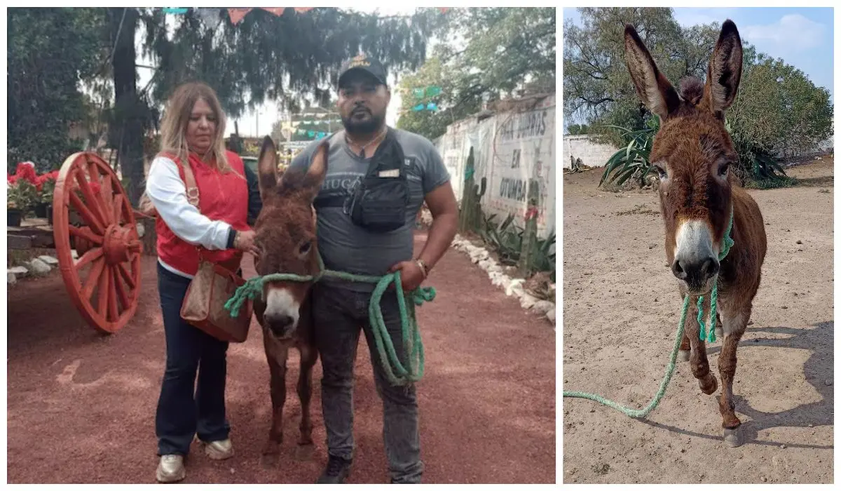 Conoce la historia del rescate de la burrita que era maltratada en Tizayucan. Foto: cortesía