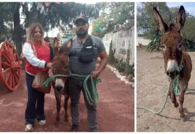 Rescate de ternura: pareja de Tizayuca adopta a burra maltratada y le da un nuevo hogar