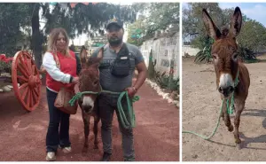 Rescate de ternura: pareja de Tizayuca adopta a burra maltratada y le da un nuevo hogar