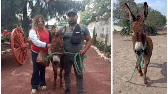 Rescate de ternura: pareja de Tizayuca adopta a burra maltratada y le da un nuevo hogar