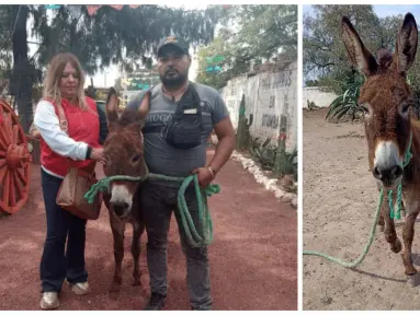 Rescate de ternura: pareja de Tizayuca adopta a burra maltratada y le da un nuevo hogar