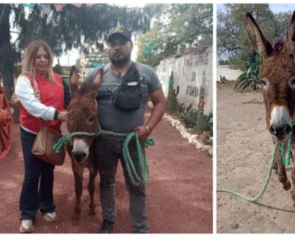 Rescate de ternura: pareja de Tizayuca adopta a burra maltratada y le da un nuevo hogar