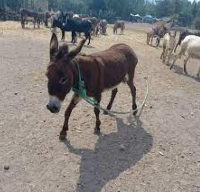 Burrita Lichis al fin libre. Foto: cortesía