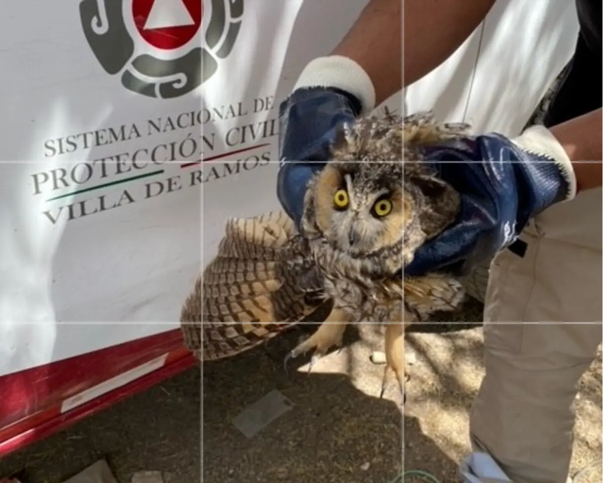 Rescate de un búho en San Luis Potosí