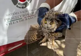Profepa ponen a salvo a búho que fue confundido por una bruja