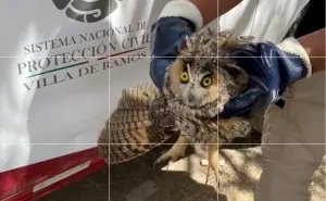 Profepa ponen a salvo a búho que fue confundido por una bruja