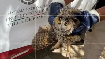 Profepa ponen a salvo a búho que fue confundido por una bruja