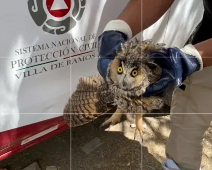 Profepa ponen a salvo a búho que fue confundido por una bruja