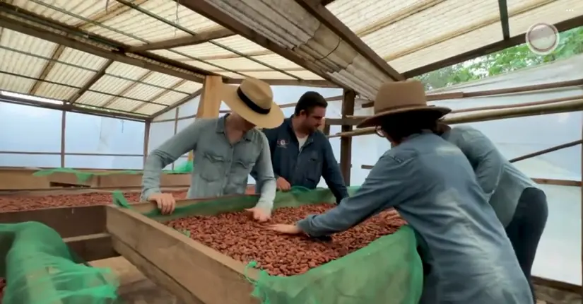 Desde pequeña fue aprendiendo todo lo relacionado al cultivo del Cacao. Foto: Captura Tiktok Alertachiapas