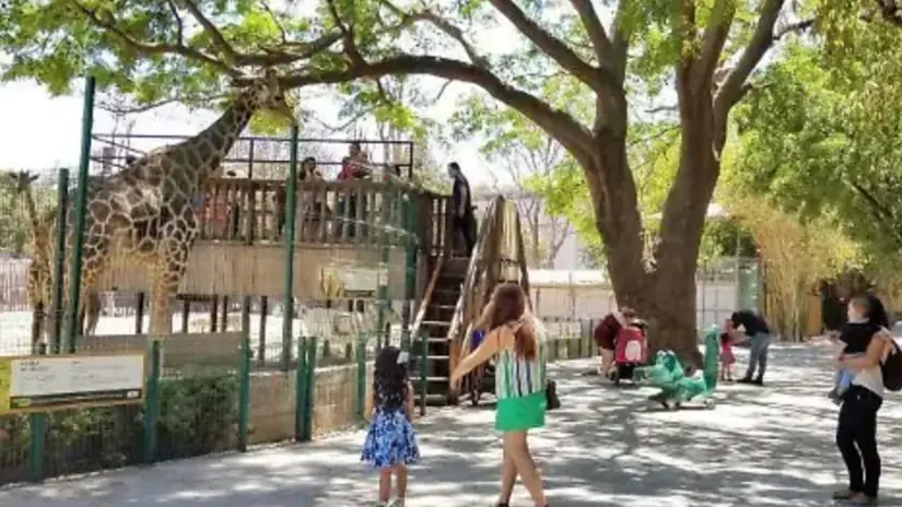 Zoológico de Culiacán un símbolo de la ciudad. Foto: cortesía