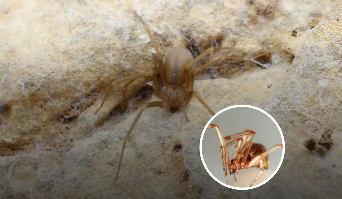 Formas de como reconocer a la araña violinista y que hacer ante mordedura Foto: Unslplas