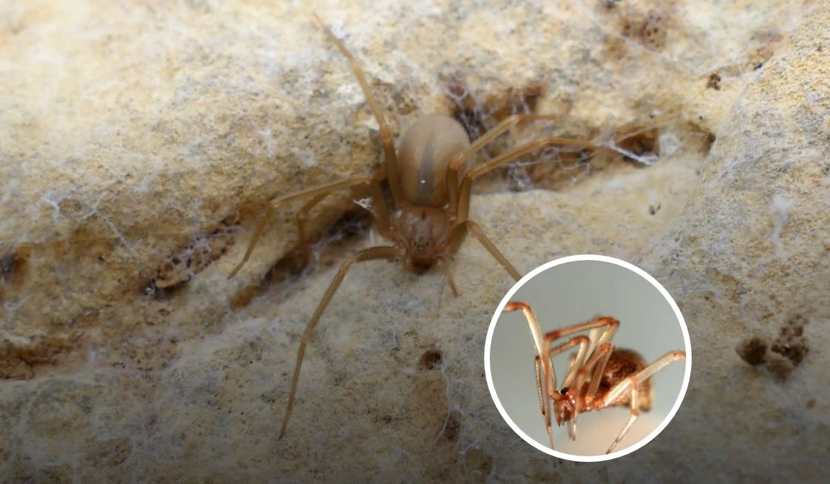 Formas de como reconocer a la araña violinista y que hacer ante mordedura Foto: Unslplas