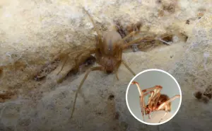 ¿Cómo identificar una araña violinista? Características y que hacer ante una mordedura