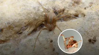 ¿Cómo identificar una araña violinista? Características y que hacer ante una mordedura