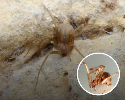 ¿Cómo identificar una araña violinista? Características y que hacer ante una mordedura