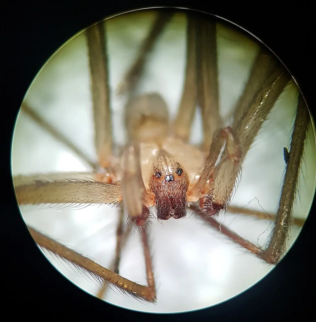 Como identificar a una araña violinistas Foto: Wikipedia
