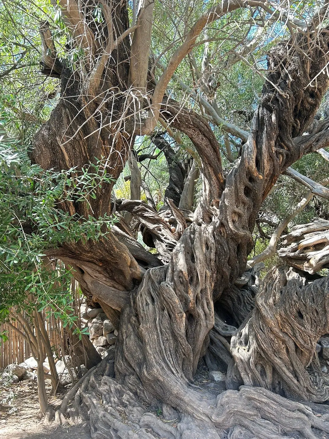 Conoce el árbol más viejo de San Javier. Foto: Tripadvisor. 