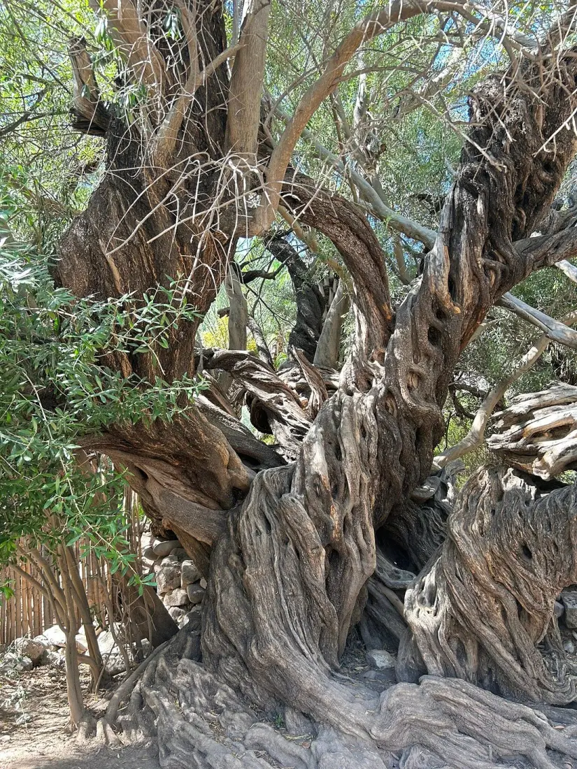 Conoce el árbol más viejo de San Javier. Foto: Tripadvisor.