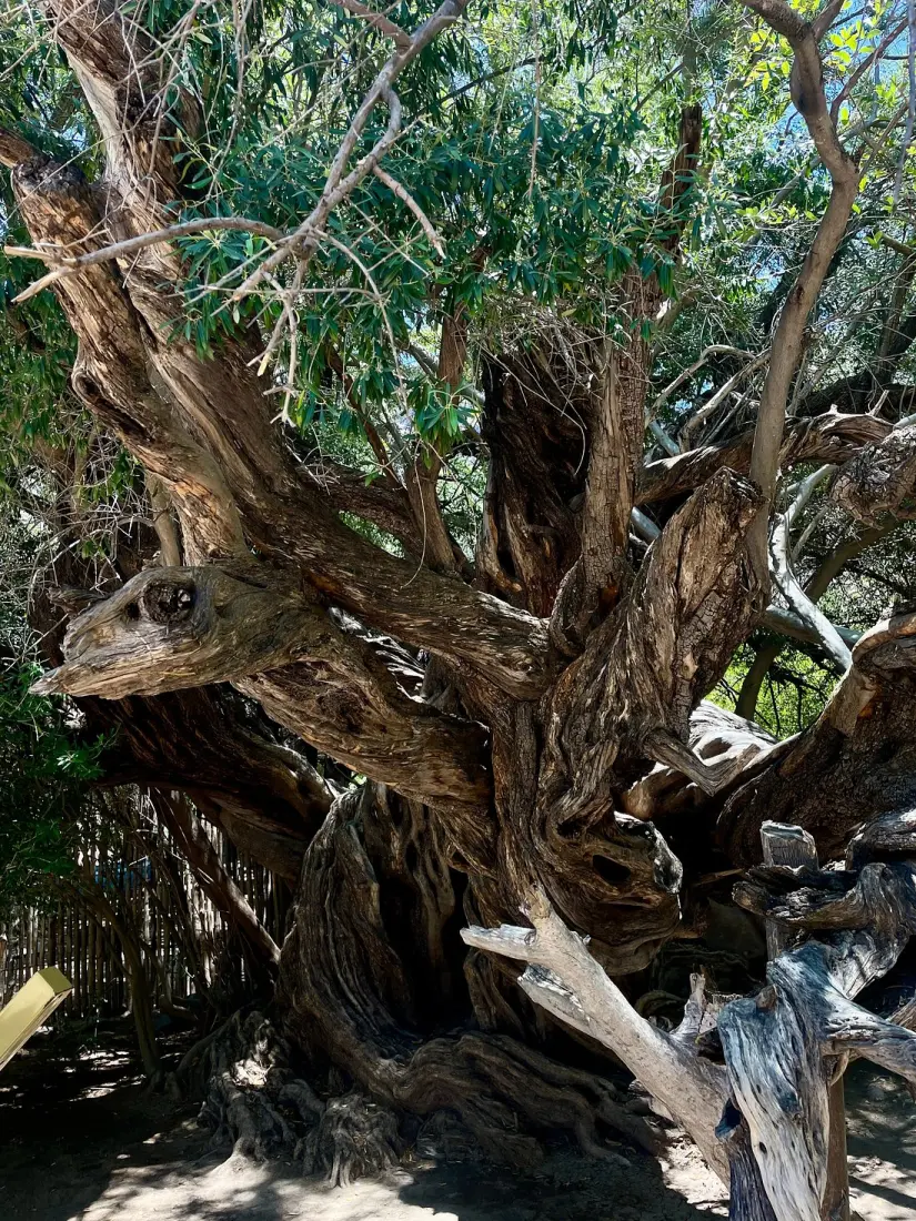 Cerca del árbol también puedes disfrutar de otros lugares turísticos. Foto: Tripadvisor.