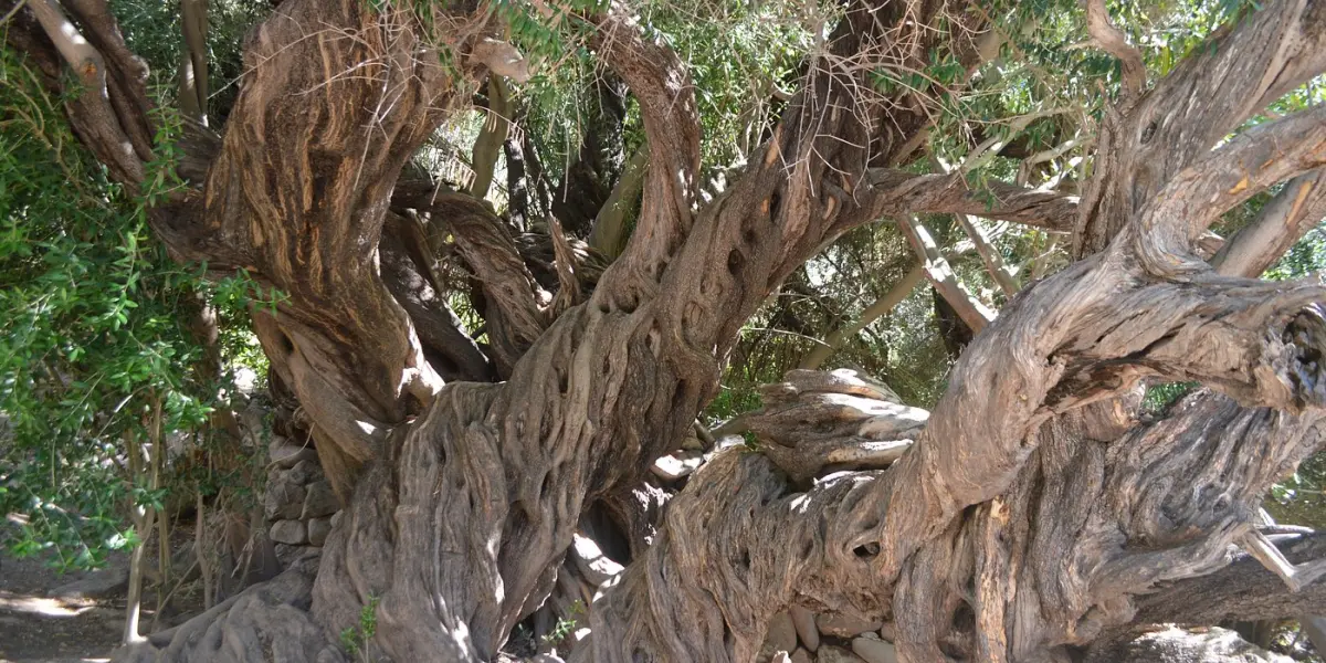 Estos son los detalles acerca del árbol más antiguo de Baja California Sur. Foto: Tripadvisor.