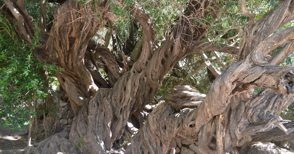 El árbol más antiguo de Baja California Sur; con más de 300 años