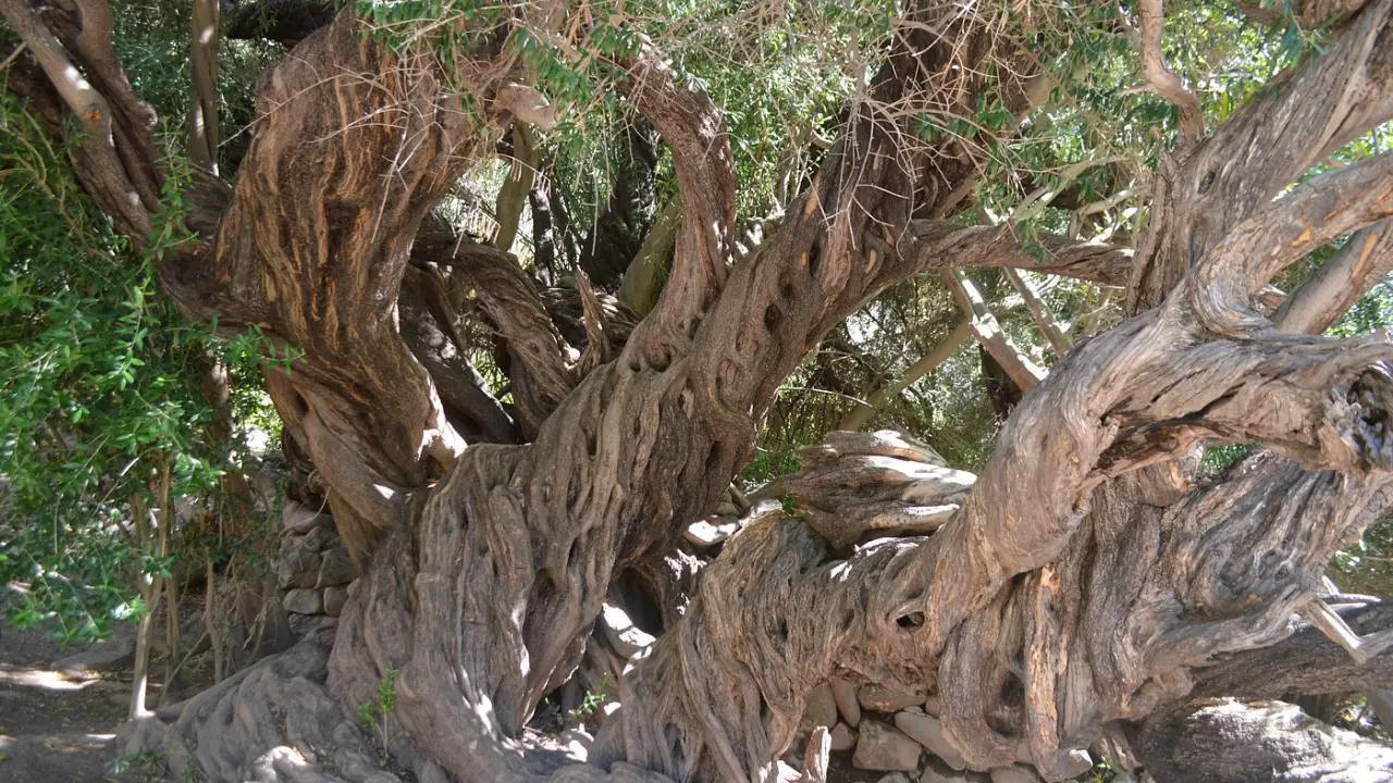 Estos son los detalles acerca del árbol más antiguo de Baja California Sur. Foto: Tripadvisor.