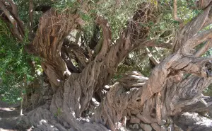 El árbol más antiguo de Baja California Sur; con más de 300 años