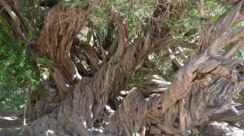 El árbol más antiguo de Baja California Sur; con más de 300 años