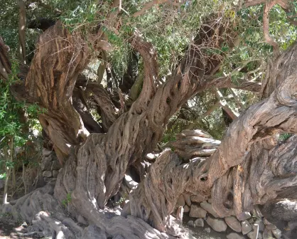 El árbol más antiguo de Baja California Sur; con más de 300 años